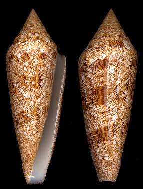 Conus gloriamaris - Alchetron, The Free Social Encyclopedia